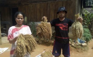 Ragam Padi Ladang, Warisan Leluhur Mehalaan Diambang Kelangsungan