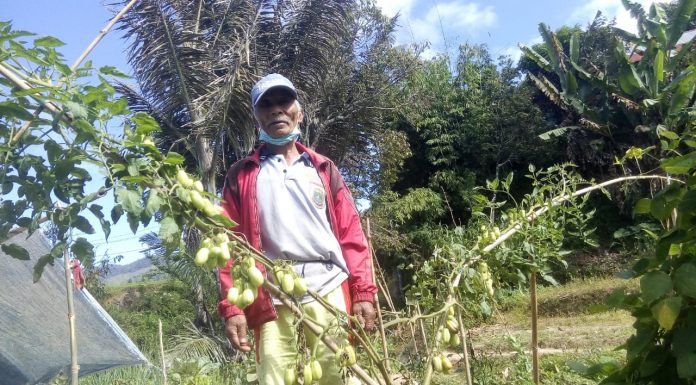 Markus di Tengah Kios Hijau dan Karya Petani Nakal