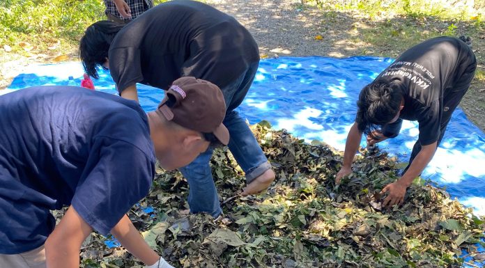 PKM Unasman lahirkan Terobosan Baru, Inovasi Pakan Fermentasi Daun Jati untuk Peternak Kambing