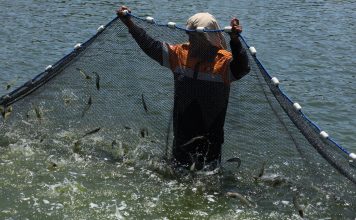 eFishery kolaborasi BUMDes di Mamuju Panen Raya Udang Vaname