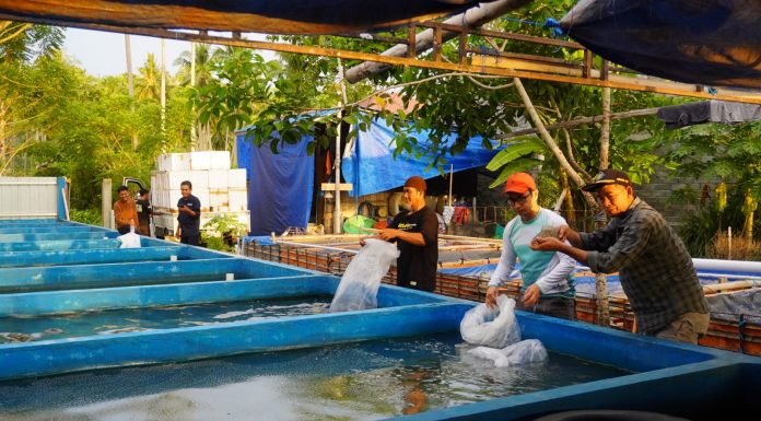 DKP Sulbar Salurkan Ribuan Bibit Ikan Nila, Dukung Ekonomi dan Perangi Stunting