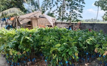 Petani Sambut Gembira Bantuan Bibit Kakao dari Pemprov Sulbar