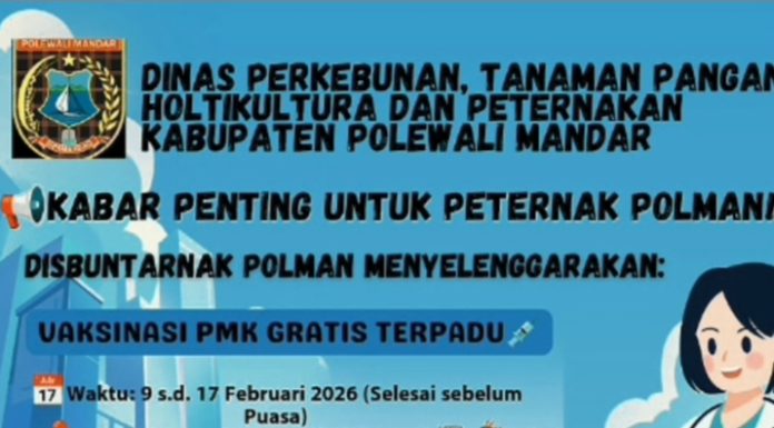 Pemkab Polman laksanakan Vaksinasi PMK Gratis perkuat Ketahanan Pangan Hewani