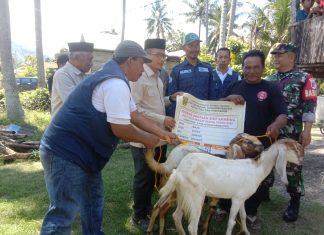 Peduli Petani dan Peternak, Bupati Polman Samsul Mahmud Salurkan Ratusan Kambing untuk Warga