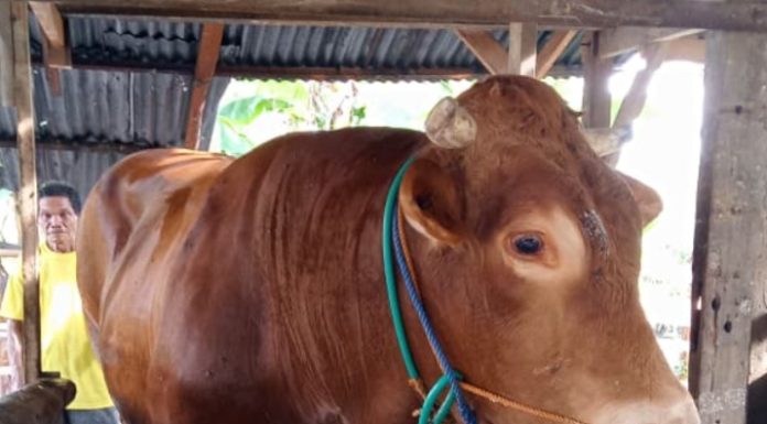 Polewali Mandar Konsisten Jadi Penyumbang Sapi Kurban Terbesar di Sulbar
