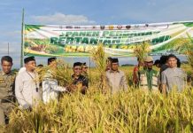Panen Perdana Pertanian Alami di Mapilli, Bupati Samsul Mahmud Beri Dukungan Penuh
