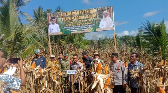 Bupati Samsul Mahmud Apresiasi Keberhasilan Panen Jagung di Batupanga Daala