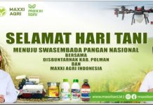 Sambut Hari Tani Nasional, Kelompok Tani Alfala Luyo Terapkan Tanam Tabela PM-AAS