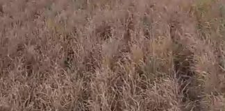 Ratusan Hektare Padi di Barumbung Gagal Panen, Petani Terjepit Kemarau dan Buruknya Irigasi