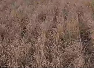 Ratusan Hektare Padi di Barumbung Gagal Panen, Petani Terjepit Kemarau dan Buruknya Irigasi