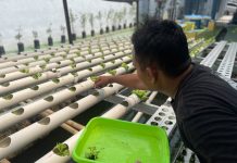 Bukan Sekadar Menanam, Warga Binaan Tanam Harapan Lewat Selada Hidroponik