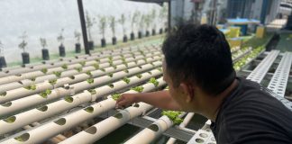 Bukan Sekadar Menanam, Warga Binaan Tanam Harapan Lewat Selada Hidroponik