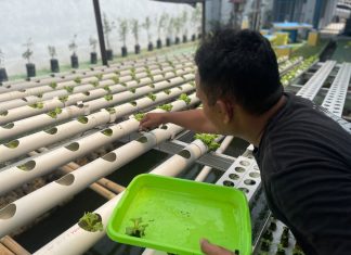 Bukan Sekadar Menanam, Warga Binaan Tanam Harapan Lewat Selada Hidroponik
