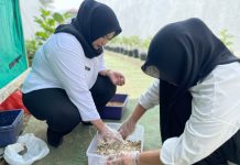Dari Maggot Menjadi Solusi, Peserta Magang Kemenaker Rutan Mamuju Kembangkan Budidaya Maggot