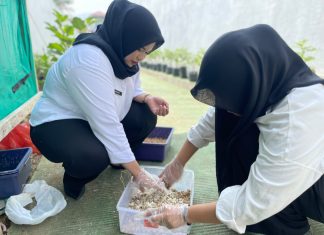 Dari Maggot Menjadi Solusi, Peserta Magang Kemenaker Rutan Mamuju Kembangkan Budidaya Maggot