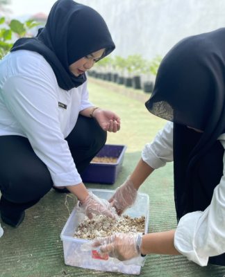 Dari Maggot Menjadi Solusi, Peserta Magang Kemenaker Rutan Mamuju Kembangkan Budidaya Maggot
